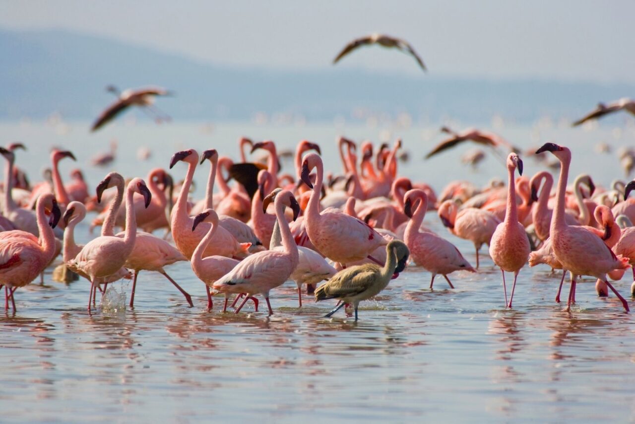What are the chances of spotting pink flamingos at Lake Nakuru on Kenya birding safari 